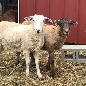 Meet your Posher, Ingrid